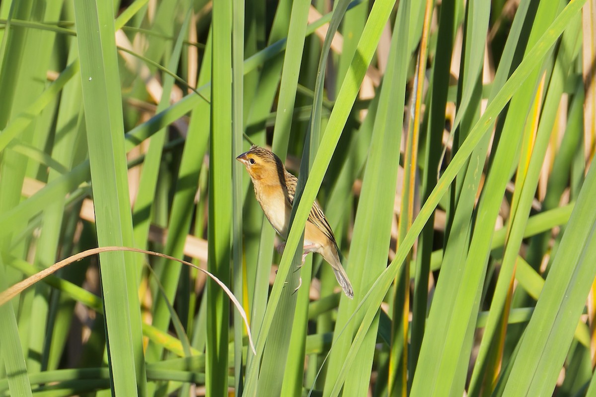 Ткачик золоточеревий - ML645775781