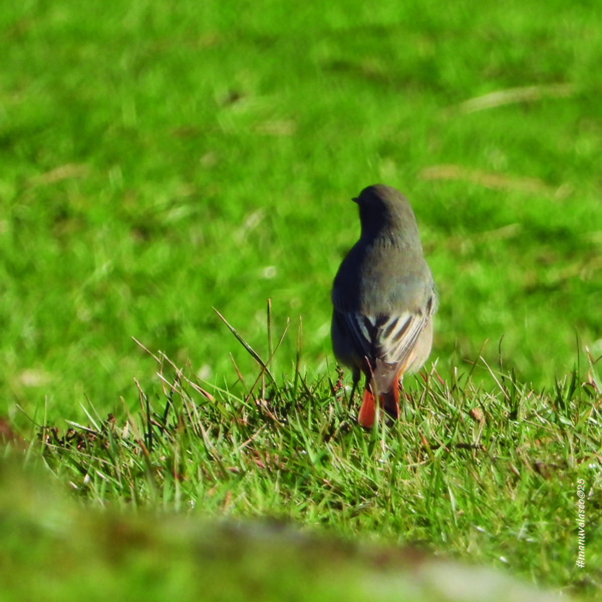 Мойлон гал сүүлт - ML645775783