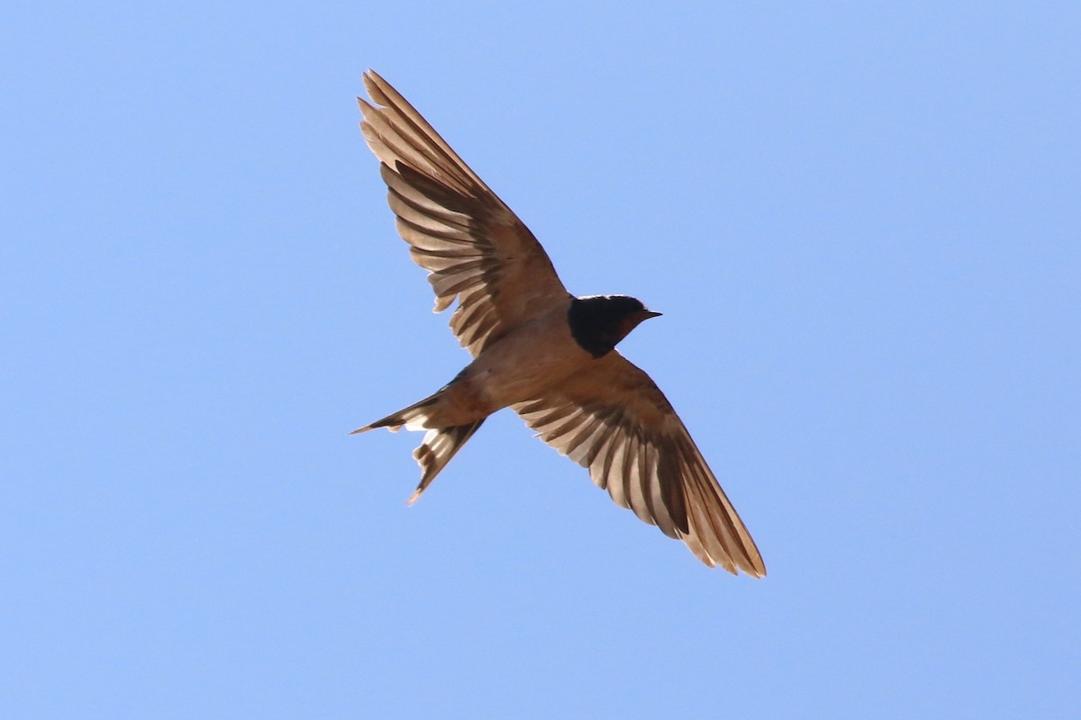Barn Swallow - ML645775784