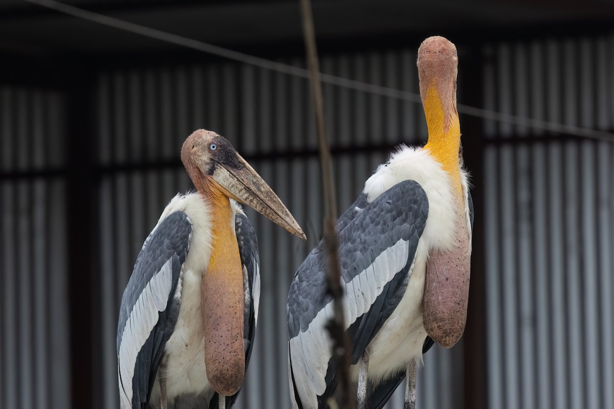 Greater Adjutant - ML645775787
