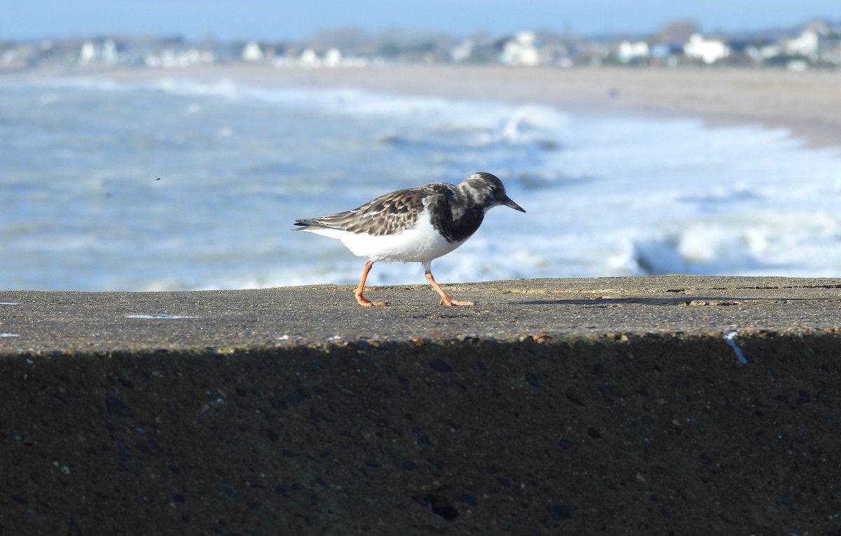 Ruddy Turnstone - ML645775790
