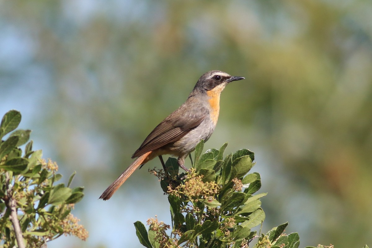 Cape Robin-Chat - ML645775791
