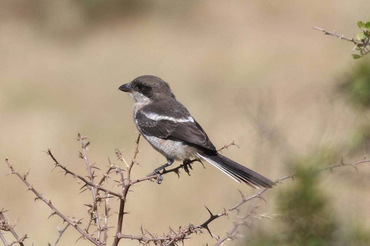 Southern Fiscal - ML645775796