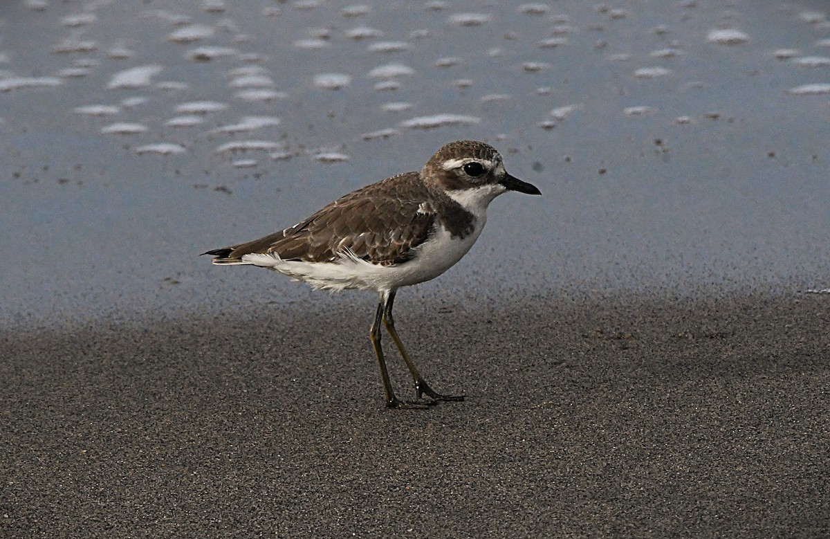 Tibetan Sand-Plover - ML645775809