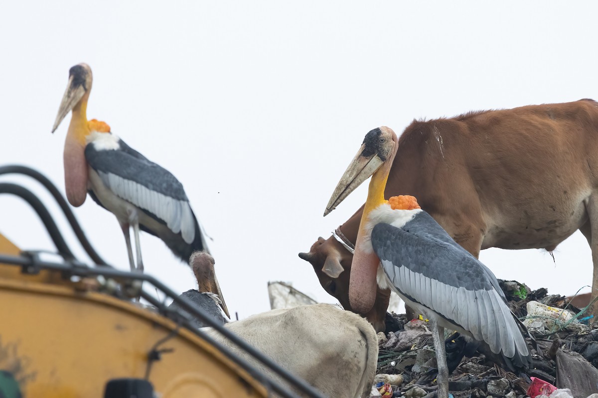 Greater Adjutant - ML645775812