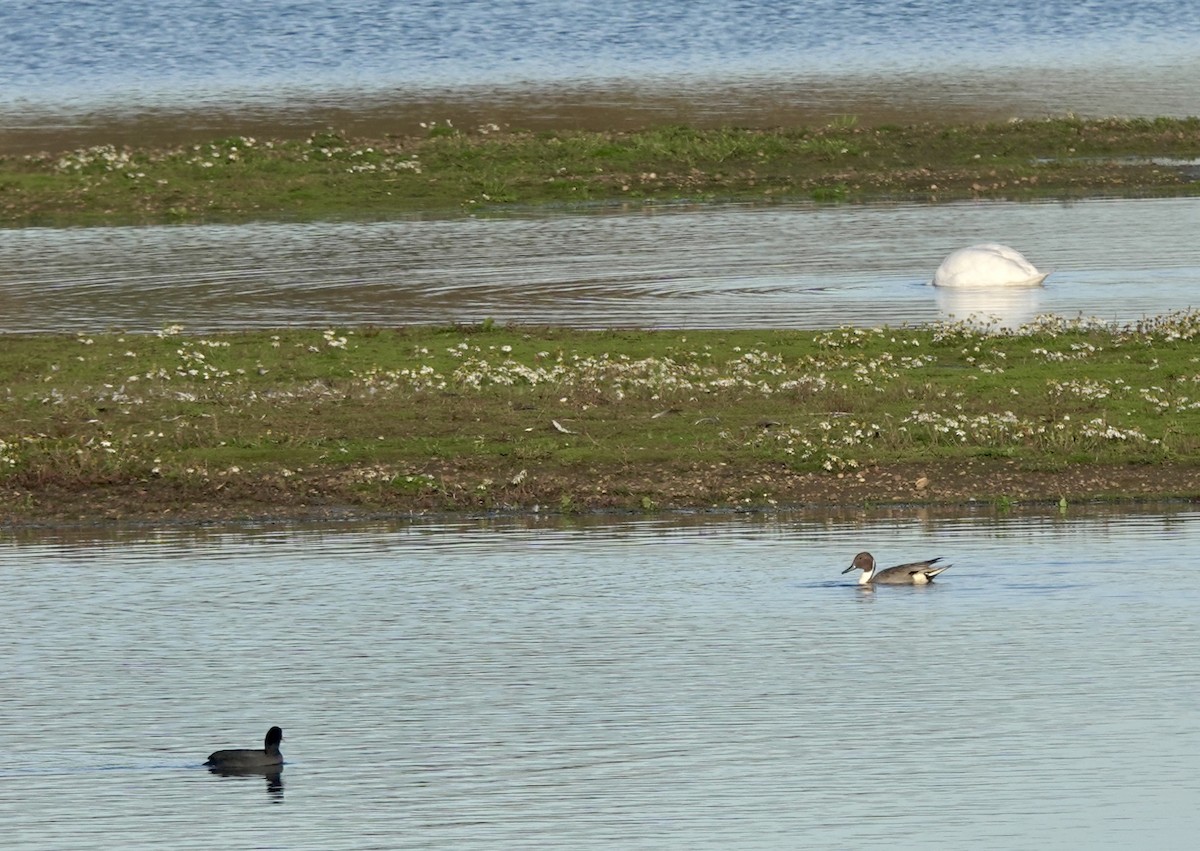 stjertand - ML645775814