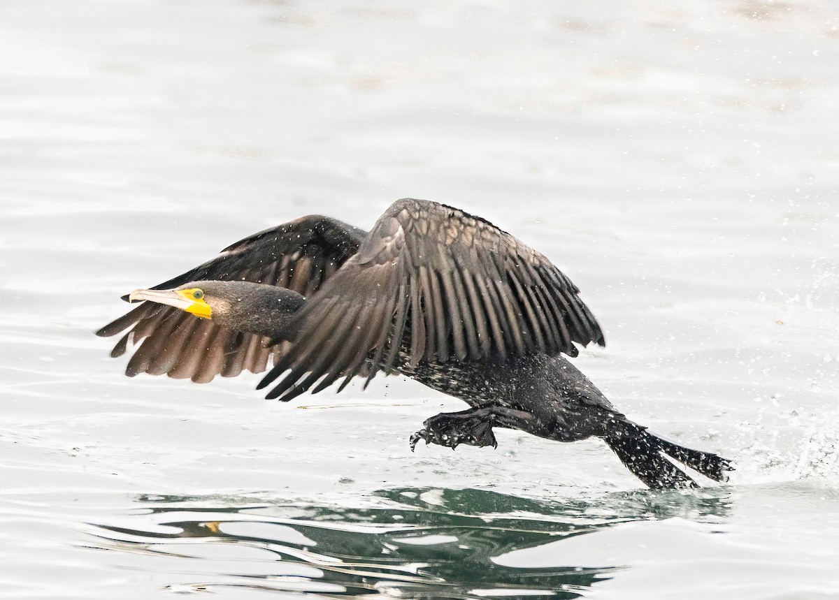 storskarv - ML645775815