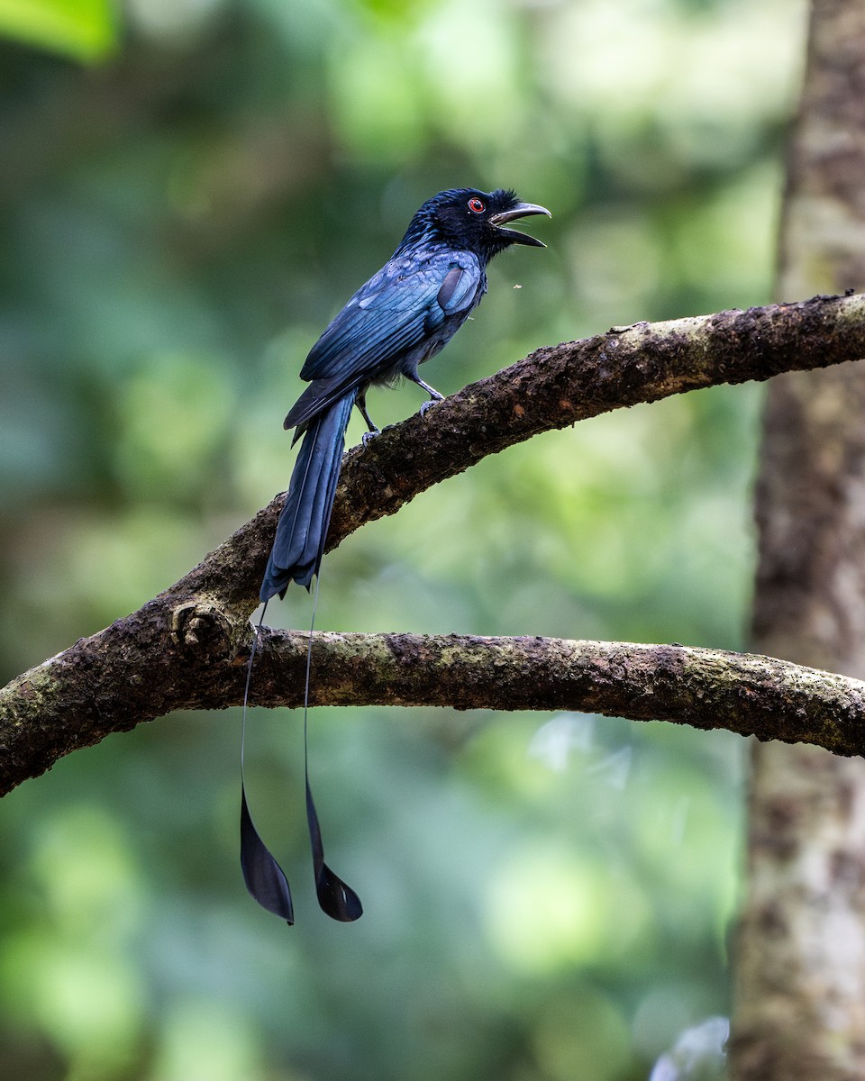 dragedrongo - ML645775817