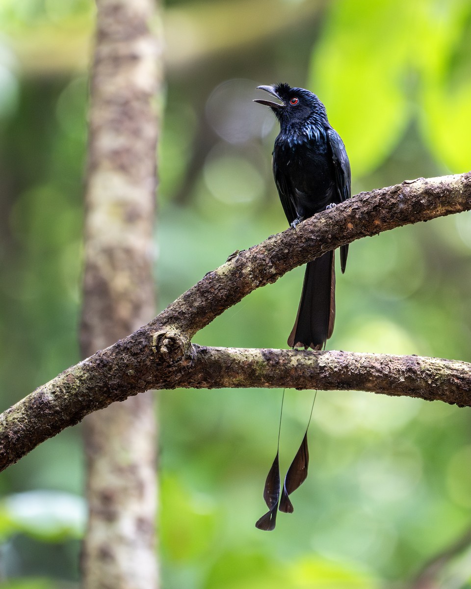 dragedrongo - ML645775818