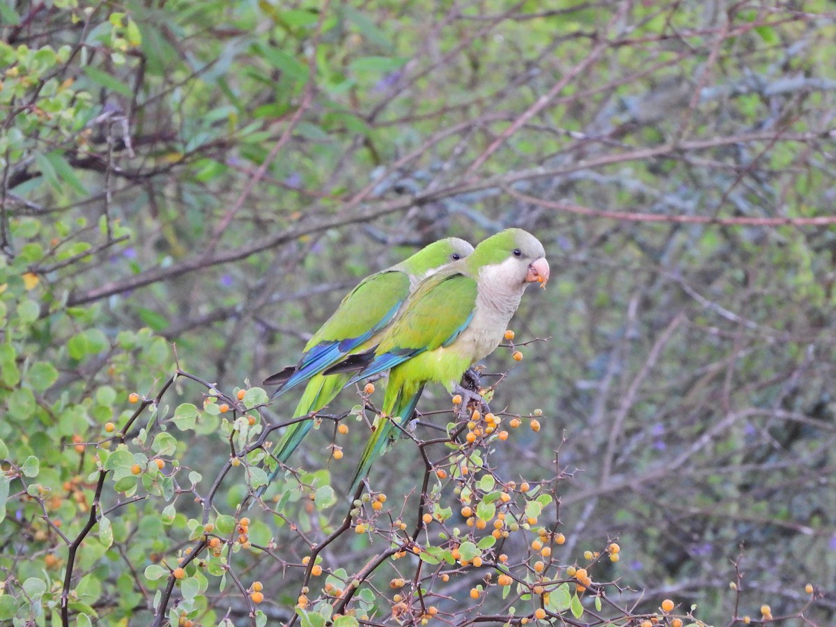 munkeparakitt - ML645775821