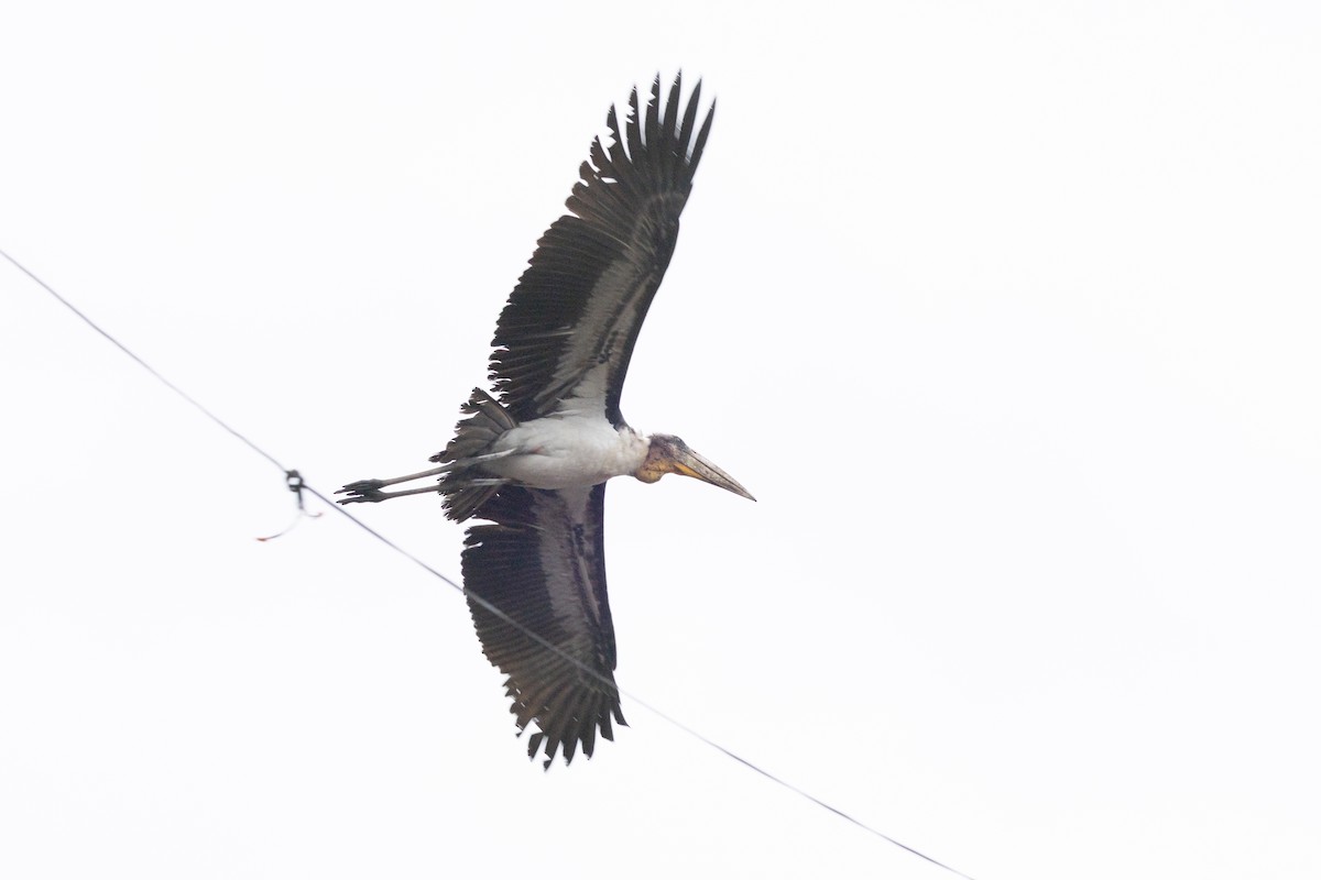 storadjutant - ML645775822