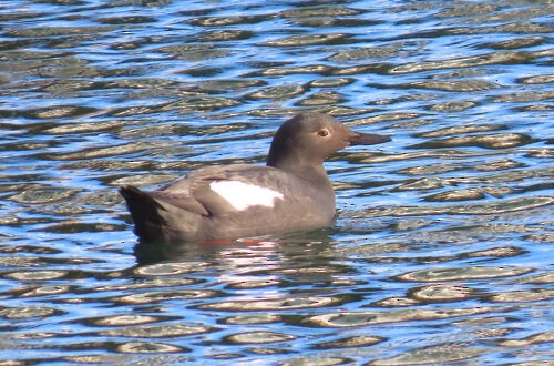 beringteist - ML645775824