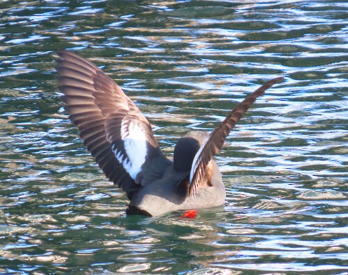 beringteist - ML645775825