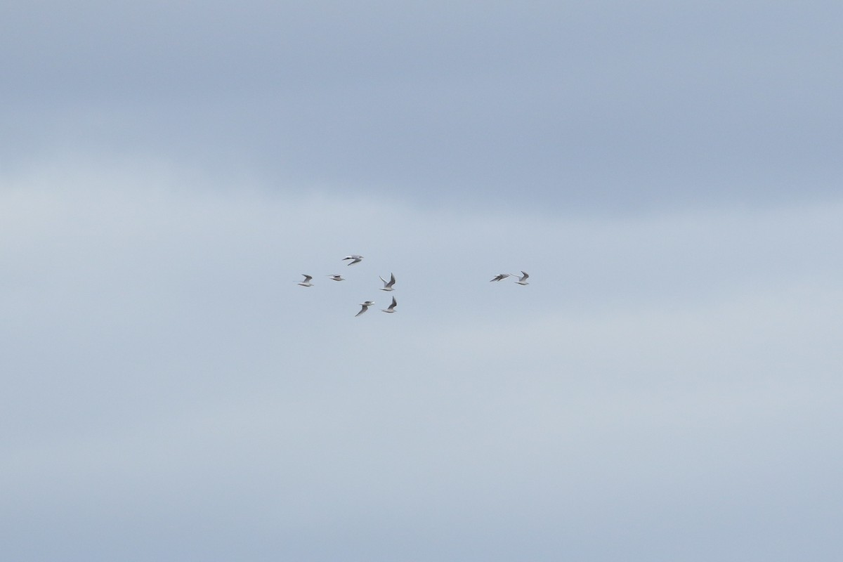 kanadahettemåke - ML645775828