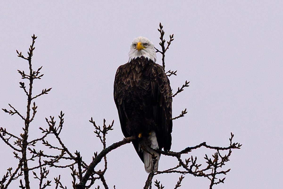 hvithodehavørn - ML645775832