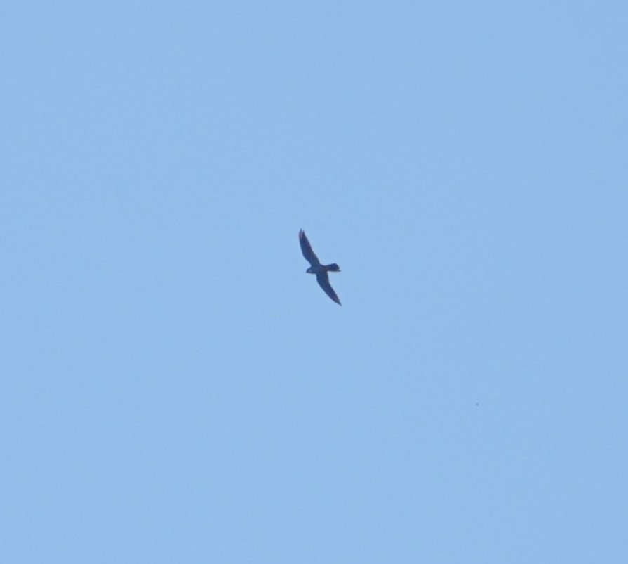 チゴハヤブサ - ML645775833