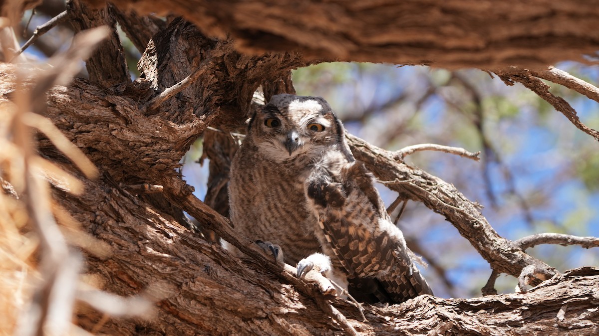 flekkhubro - ML645775834