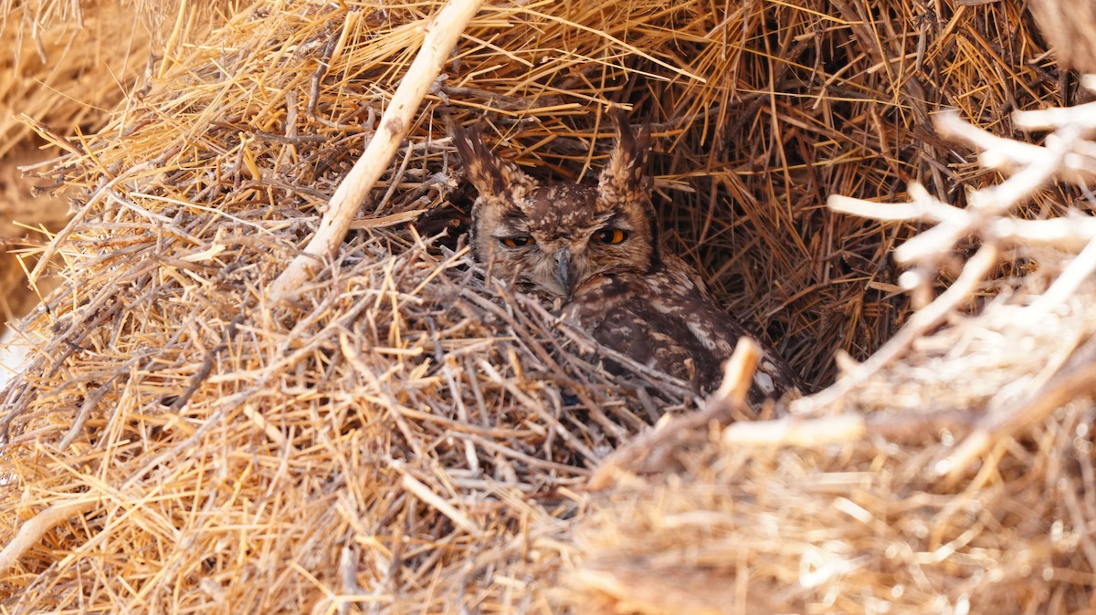 flekkhubro - ML645775835