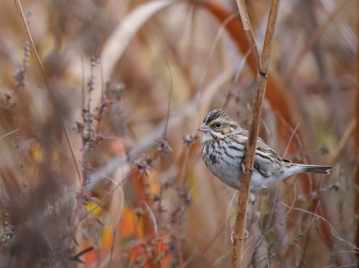 musespurv - ML645775839