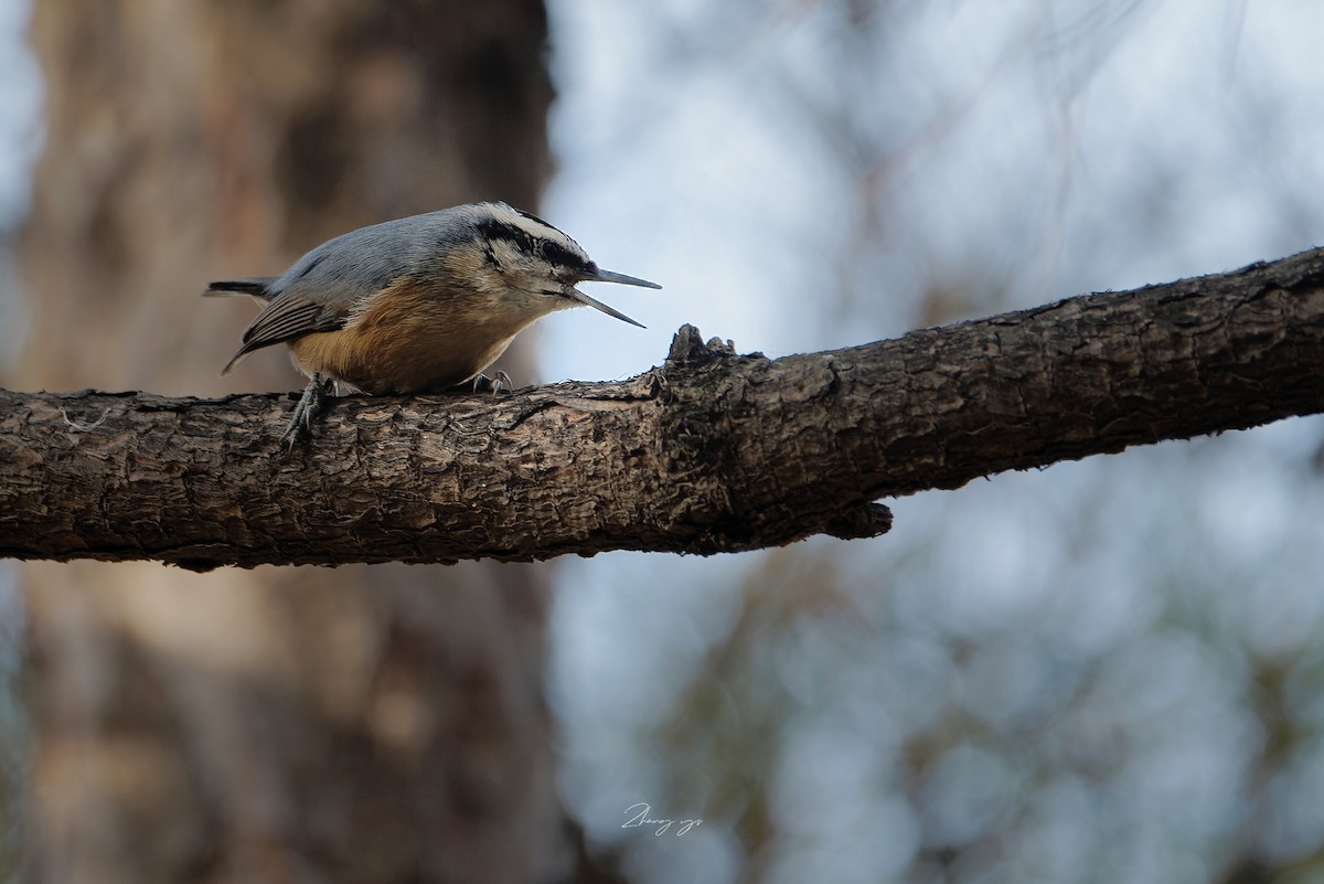 kinaspettmeis - ML645775840