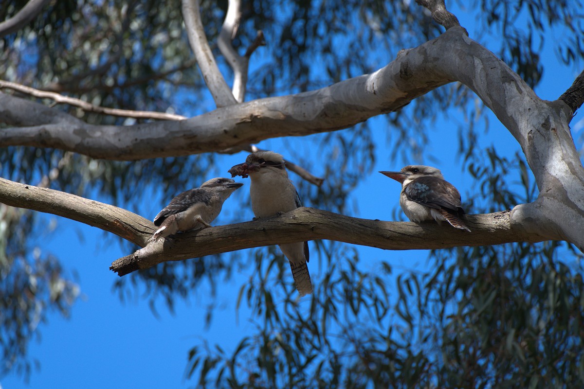 latterkokaburra - ML645775845