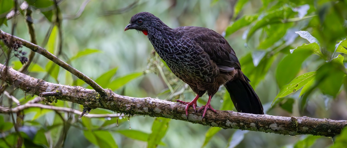 andeshokko - ML645775847