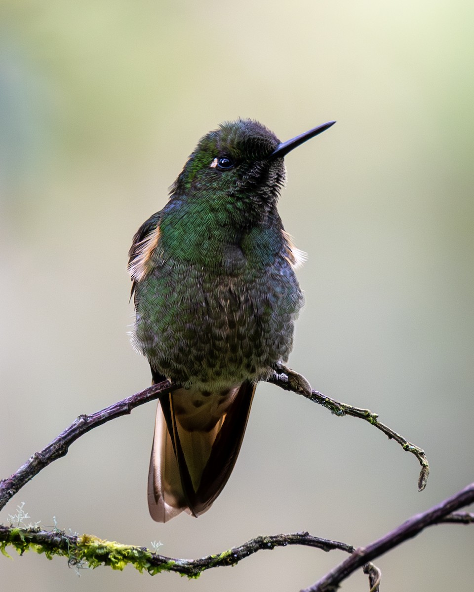 okerstjertkolibri - ML645775848