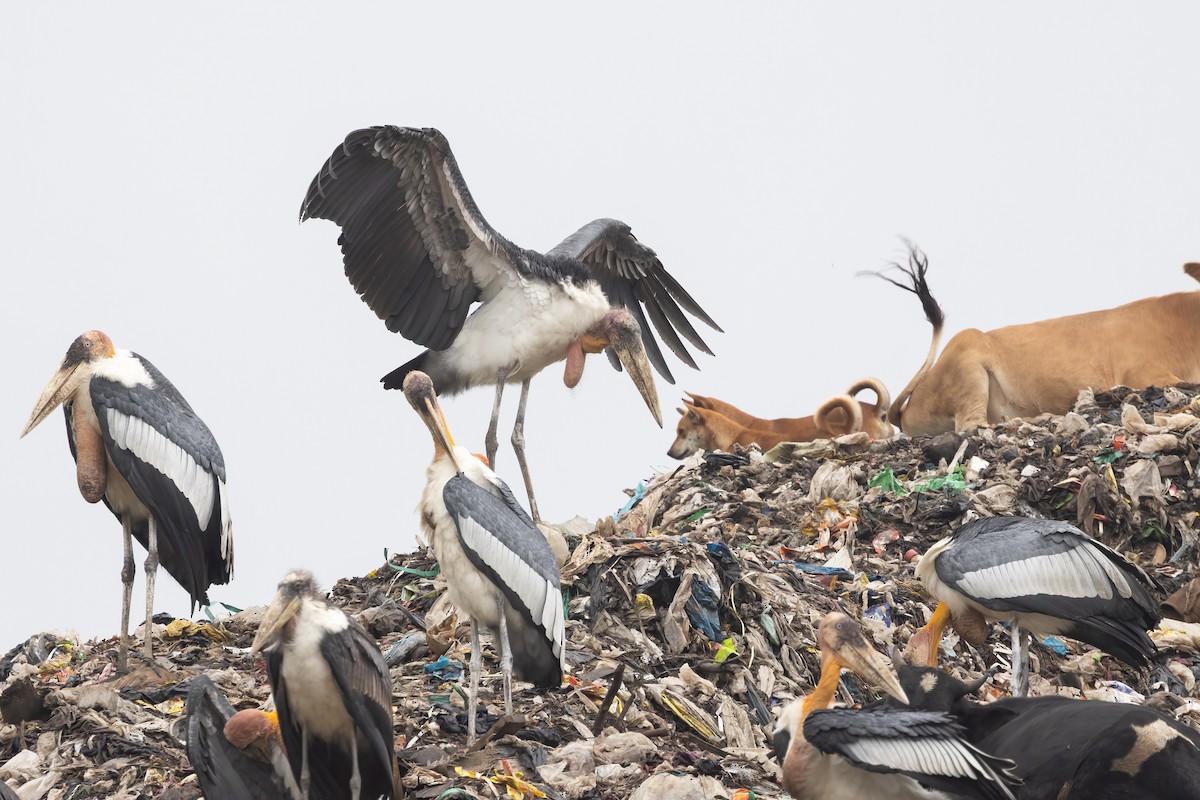 storadjutant - ML645775849