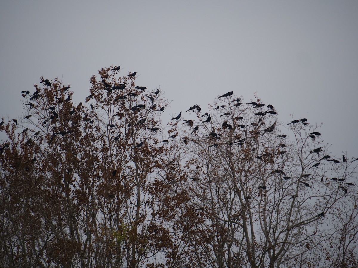Boat-tailed Grackle - ML645775850