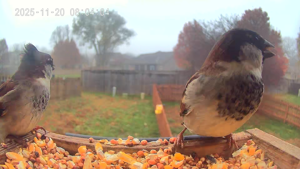 markspurv - ML645775851