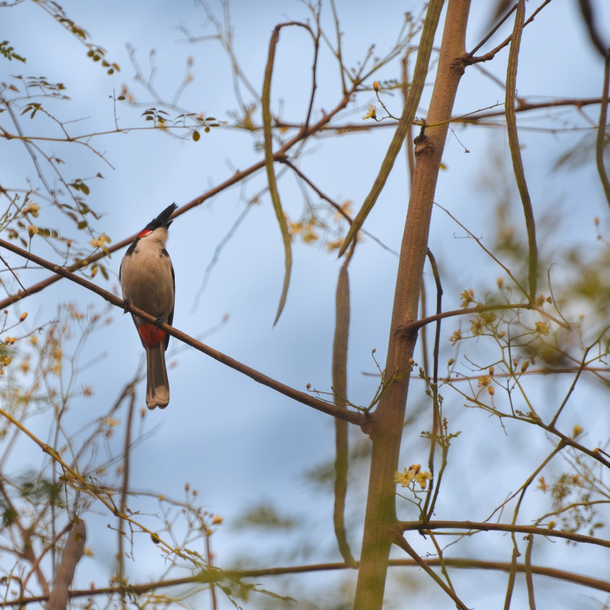 rødørebylbyl - ML645775857