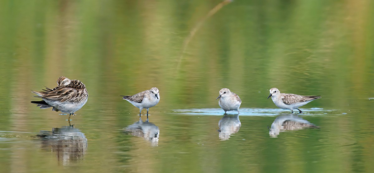 חופית אדומת-צוואר - ML645775860