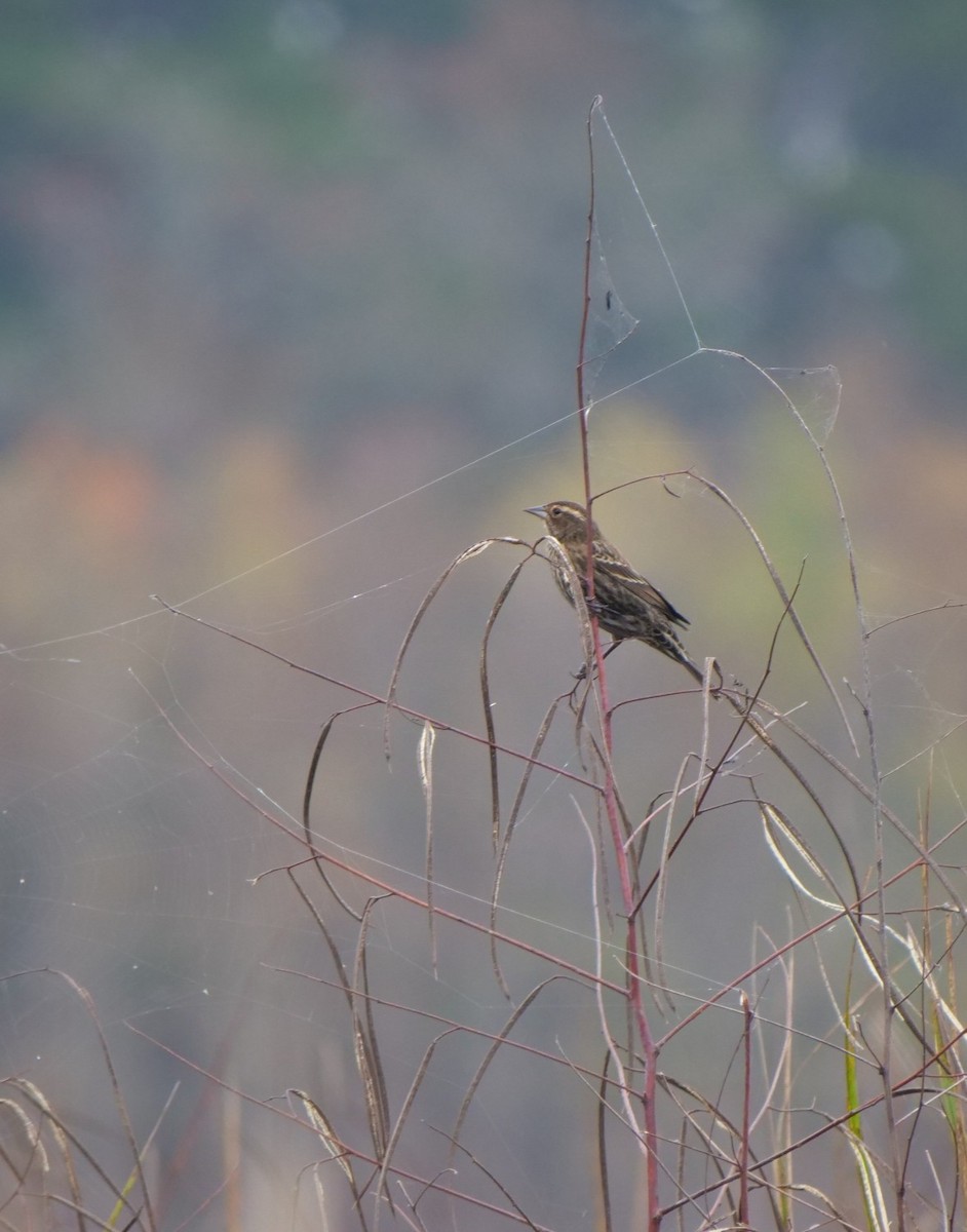 Red-winged Blackbird - ML645775861
