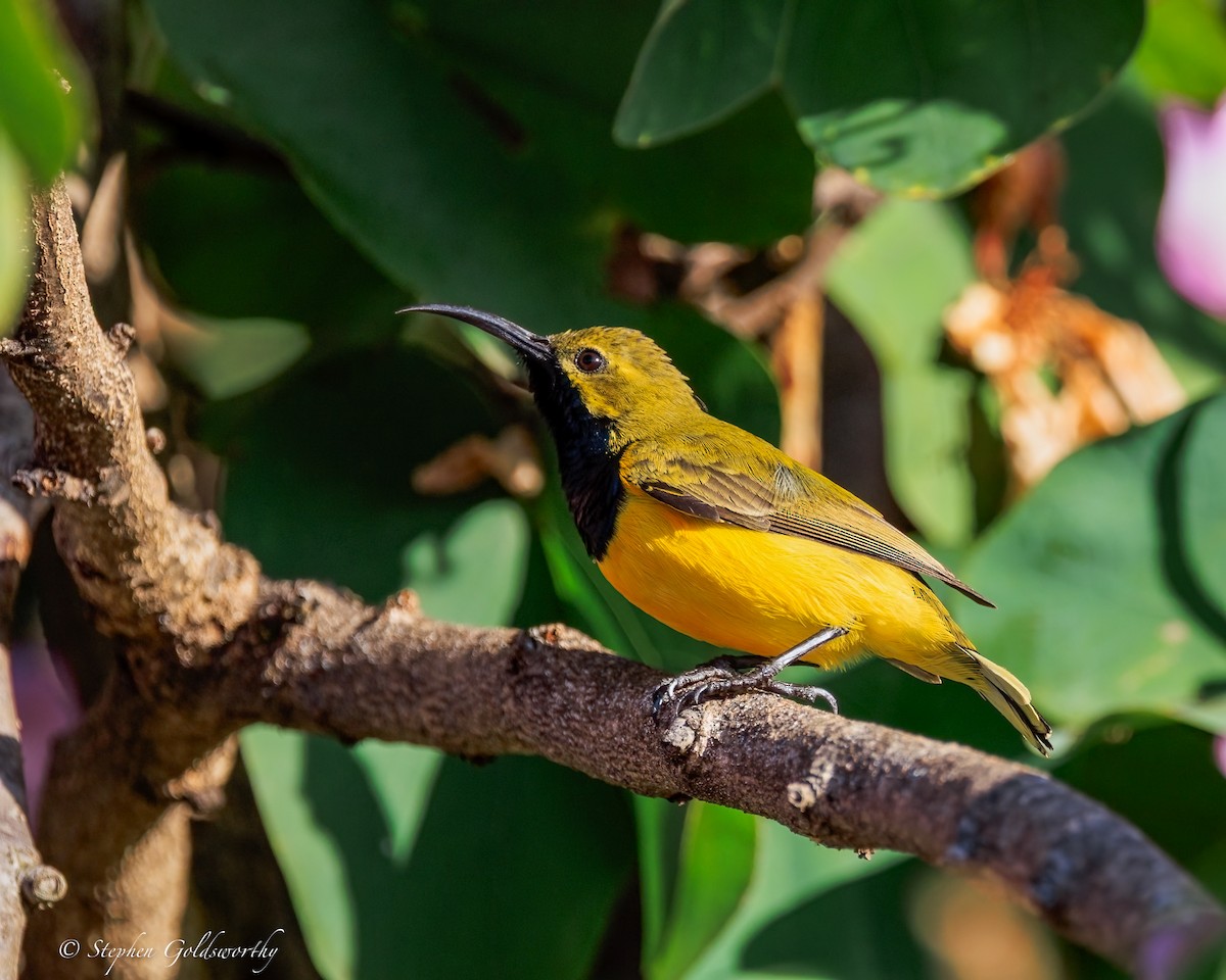 Sahul Sunbird - ML645775874