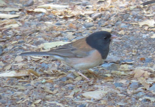 יונקו כהה-עין - ML645775893
