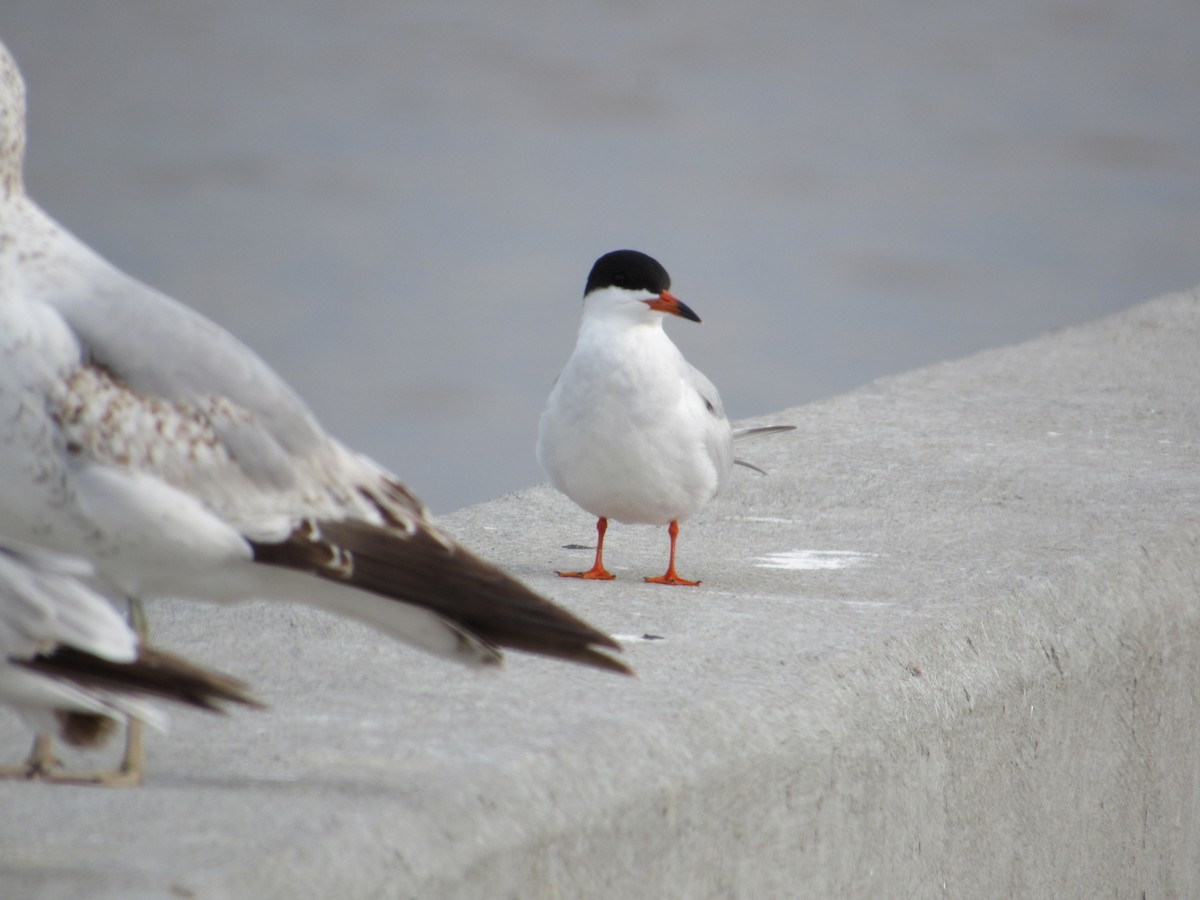 שחפית שחורת-אוזן - ML645775896