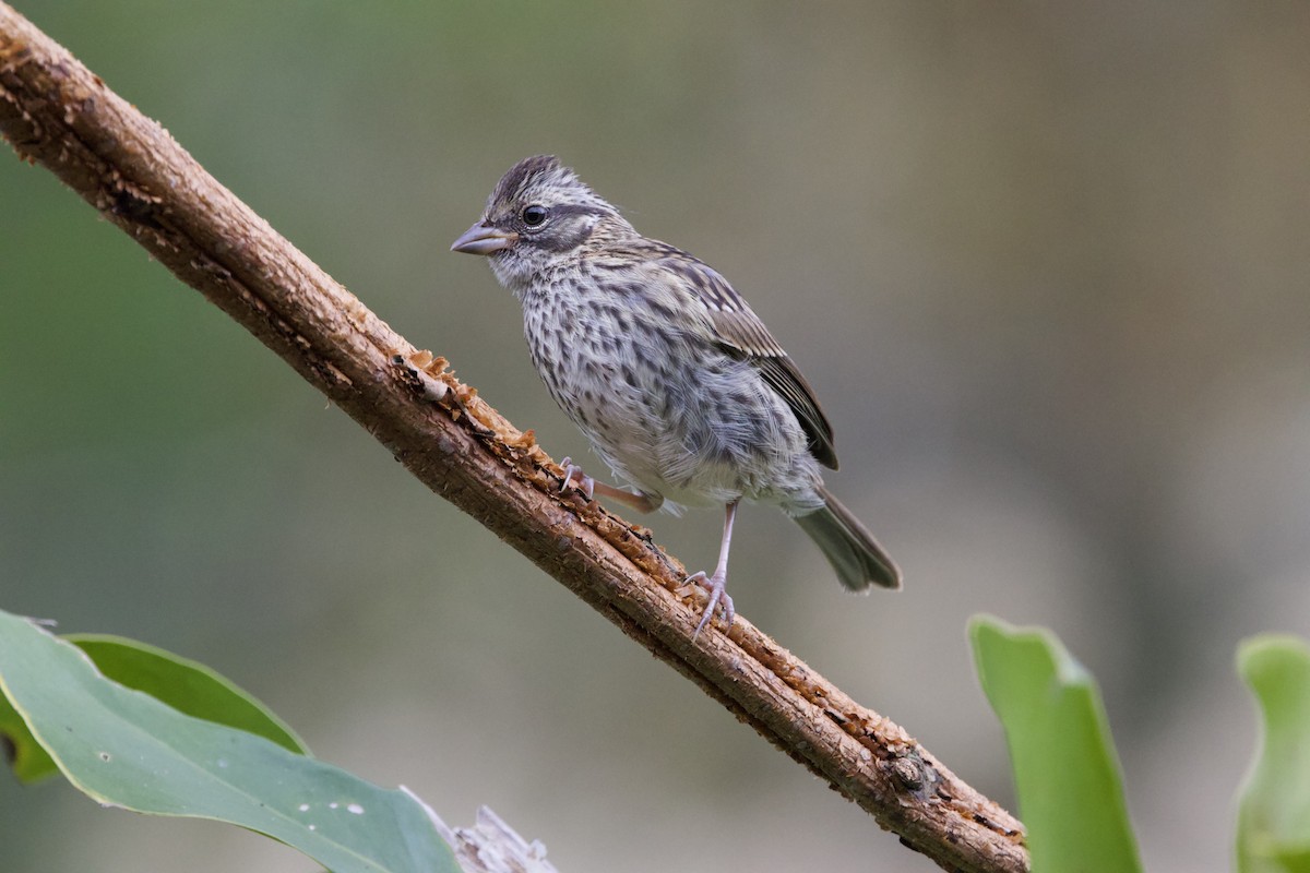 Rufous-collared Sparrow - ML645775899