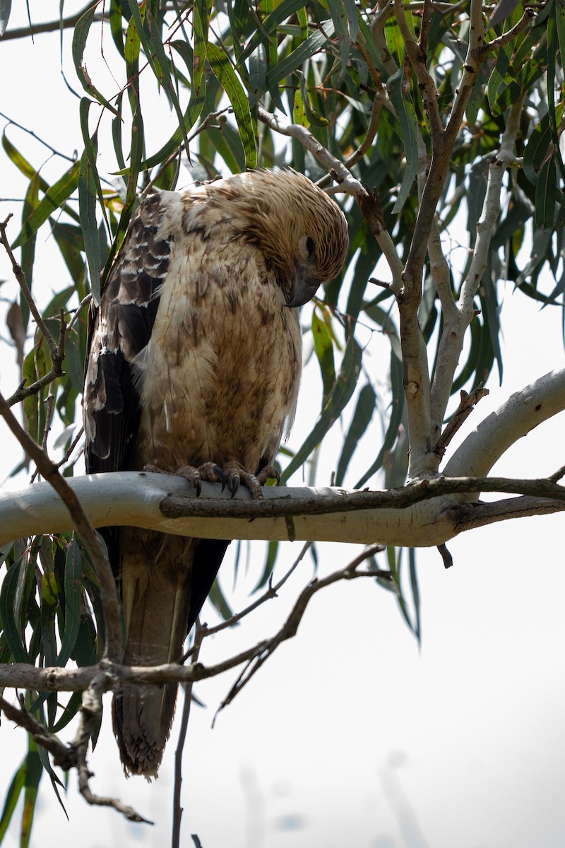 Whistling Kite - ML645775900