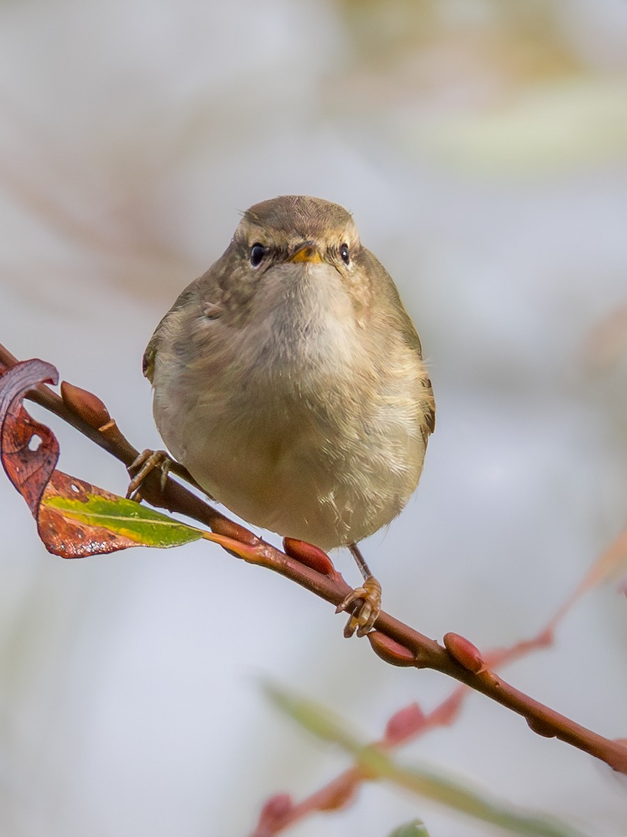 Hume's Warbler - ML645775901