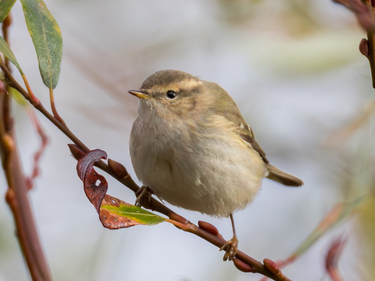 Hume's Warbler - ML645775902
