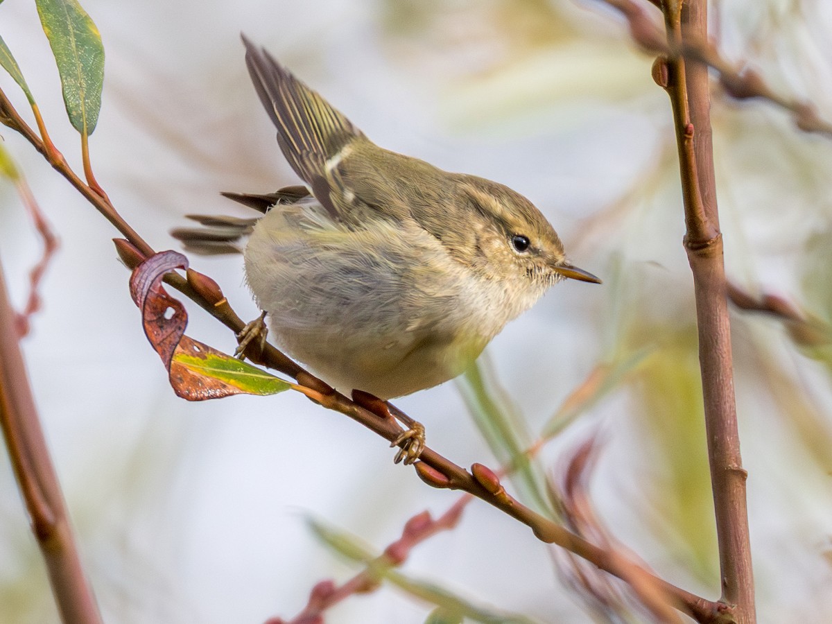 Hume's Warbler - ML645775903