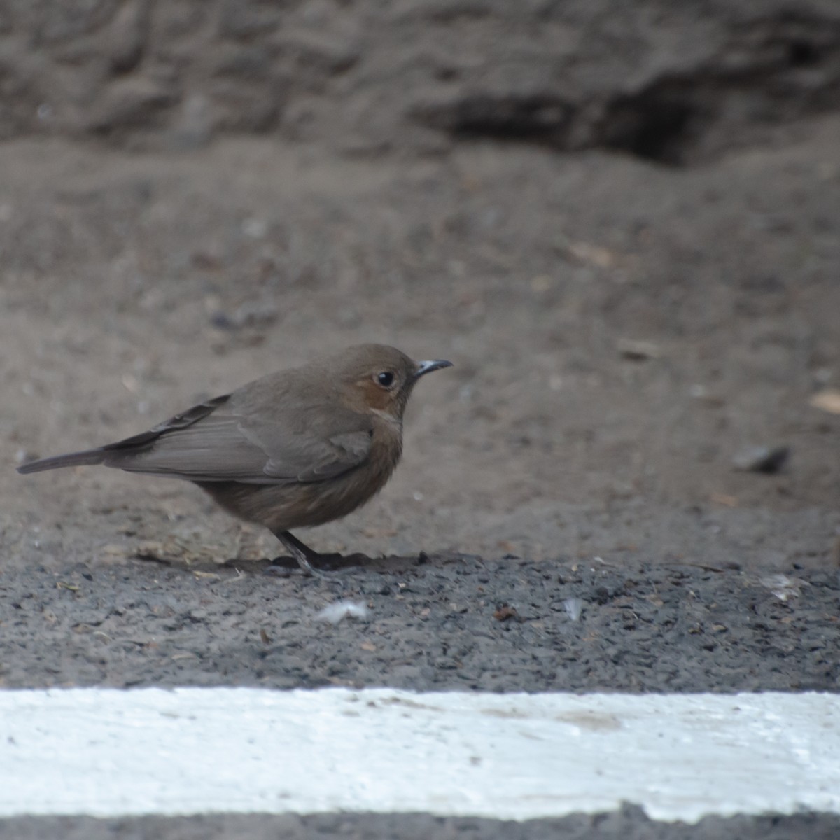 Brown Rock Chat - ML645775905