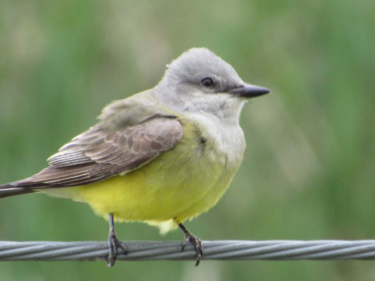 Western Kingbird - ML645775906