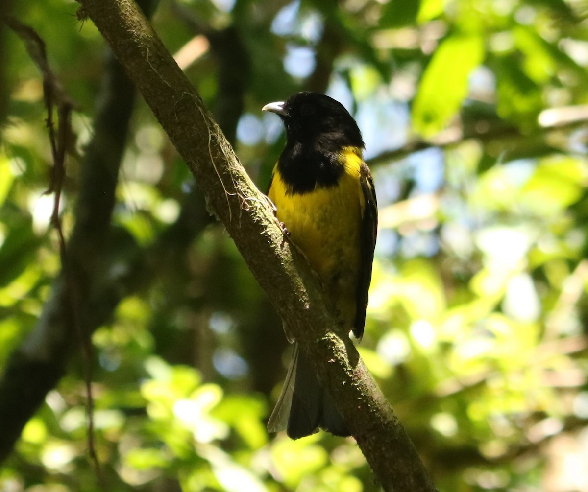 Hooded Berryeater - ML645775907