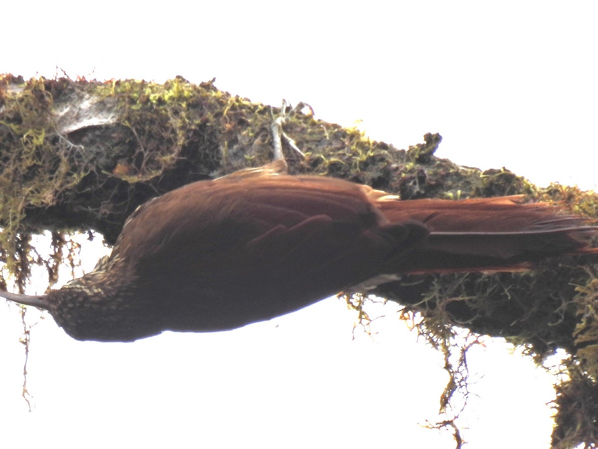 Montane Woodcreeper - ML645775909