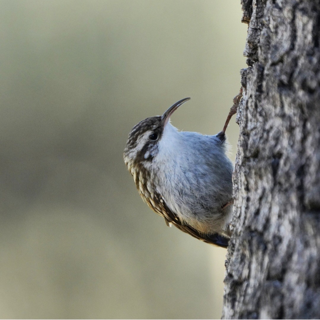 טפס-עצים קצר-אצבעות - ML645775910