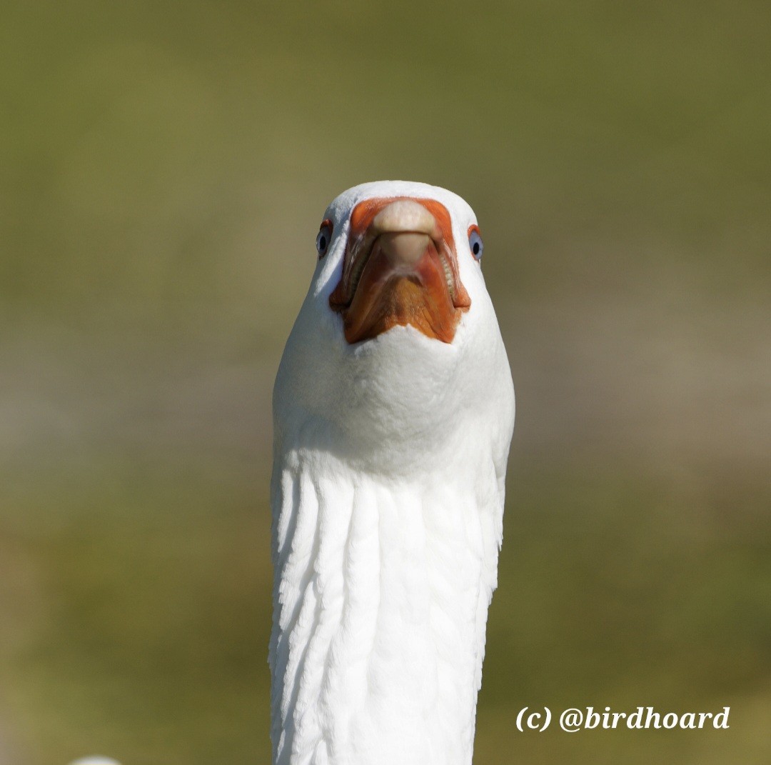 אווז אפור - ML645775912