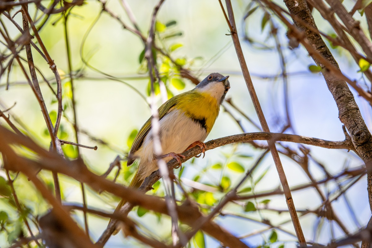 Yellow-breasted Apalis - ML645775913