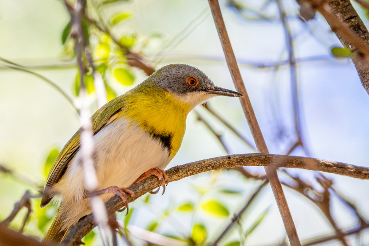 Yellow-breasted Apalis - ML645775914