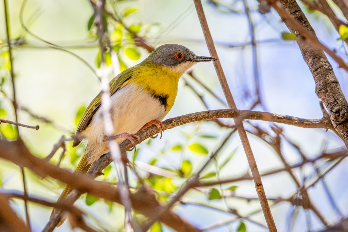 Yellow-breasted Apalis - ML645775915